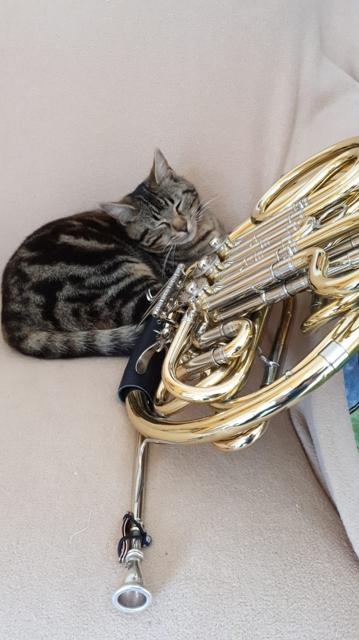 Eine getigerte Katze liegt zusammengerollt neben einem Horn auf dem Sofa.